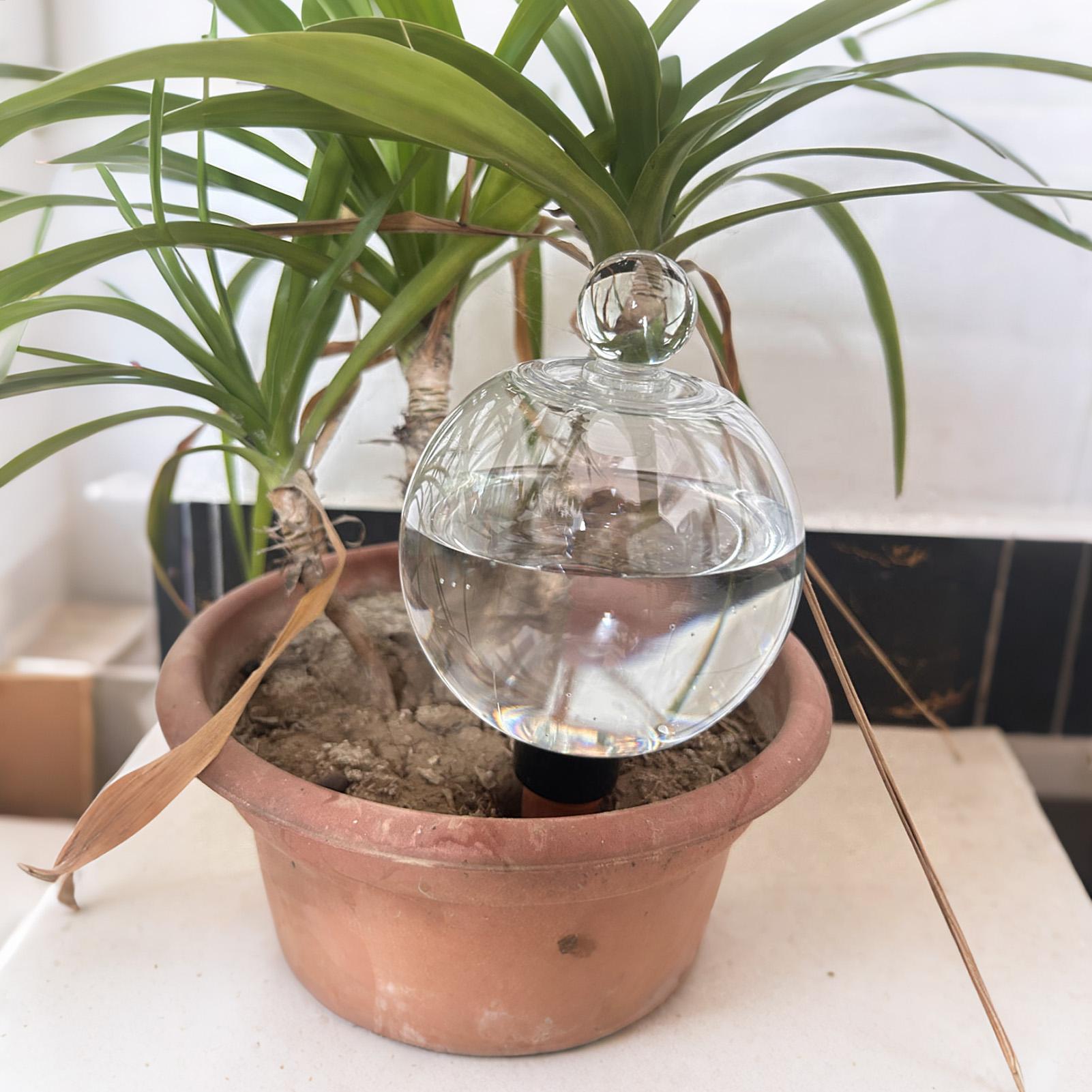 Bola Penyiram Tanaman 4pcs 500 - Plant Watering Globe ulasan dan harga