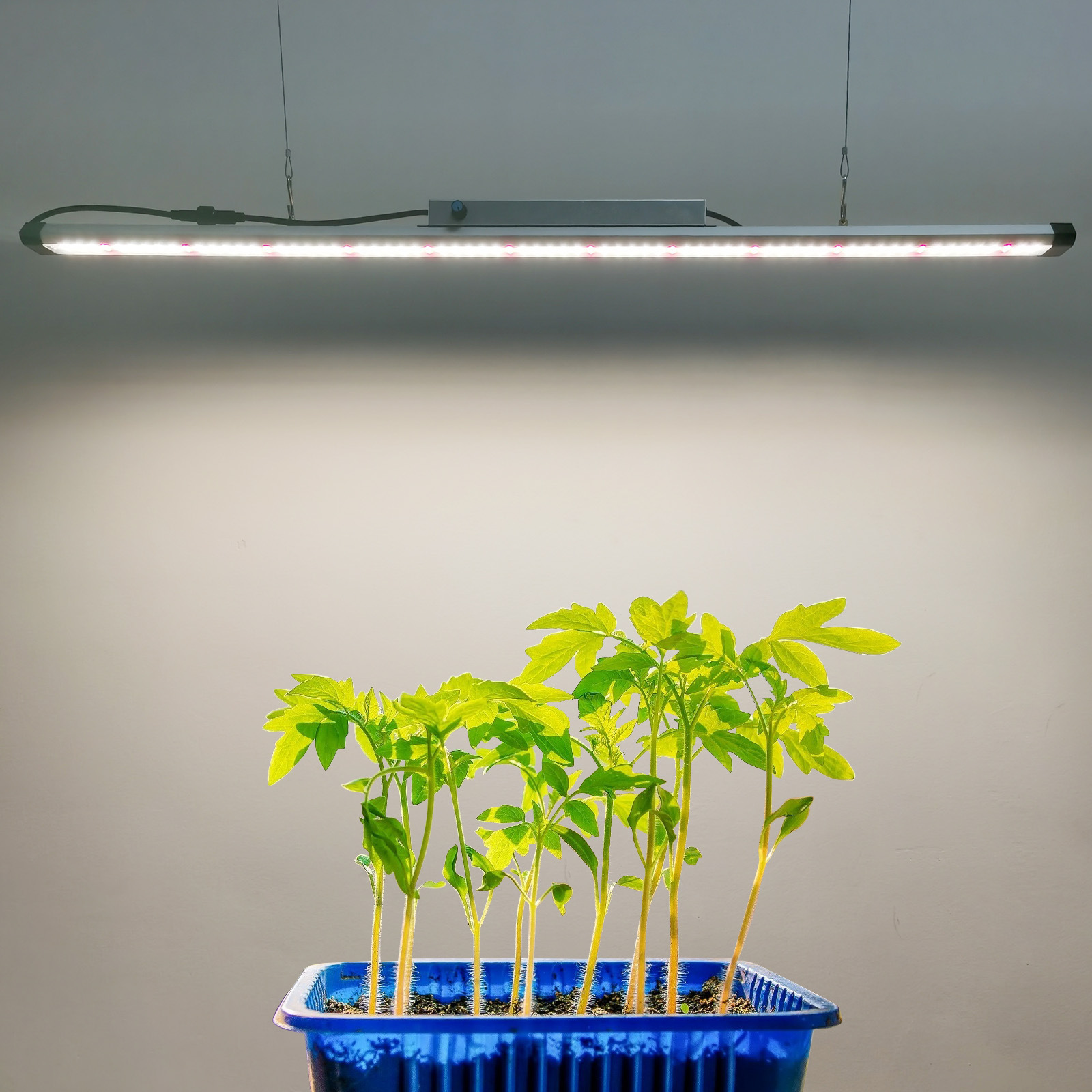 Lampu LED Spektrum Penuh 100W  - Plant Grow Light Full Spectrum ulasan dan harga