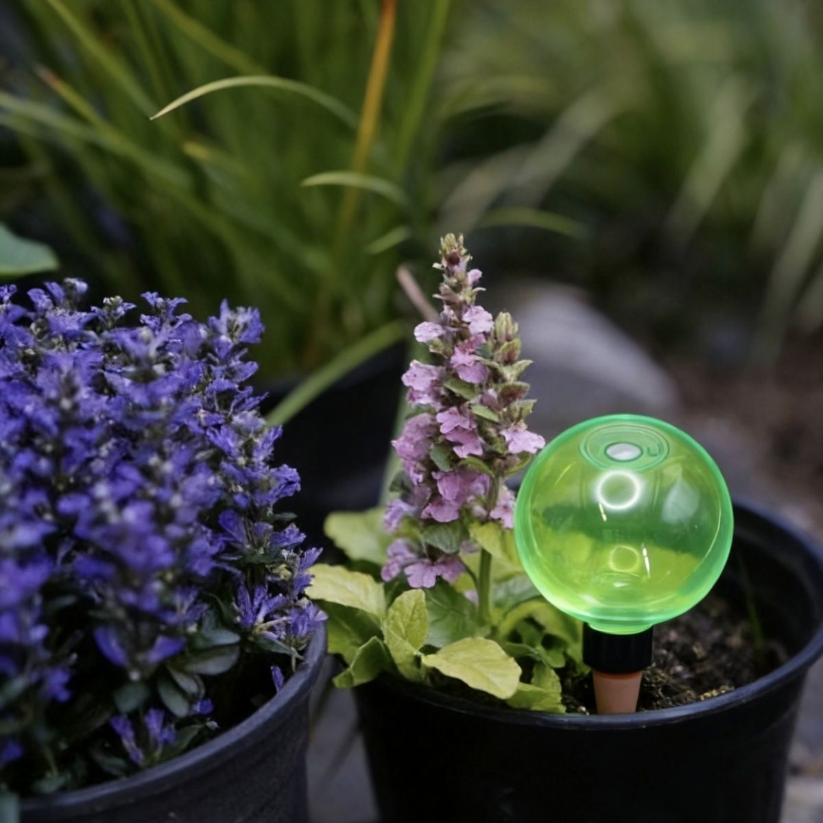 3pcs Bola Penyiram Tanaman Bes - Plant Watering Globe ulasan dan harga