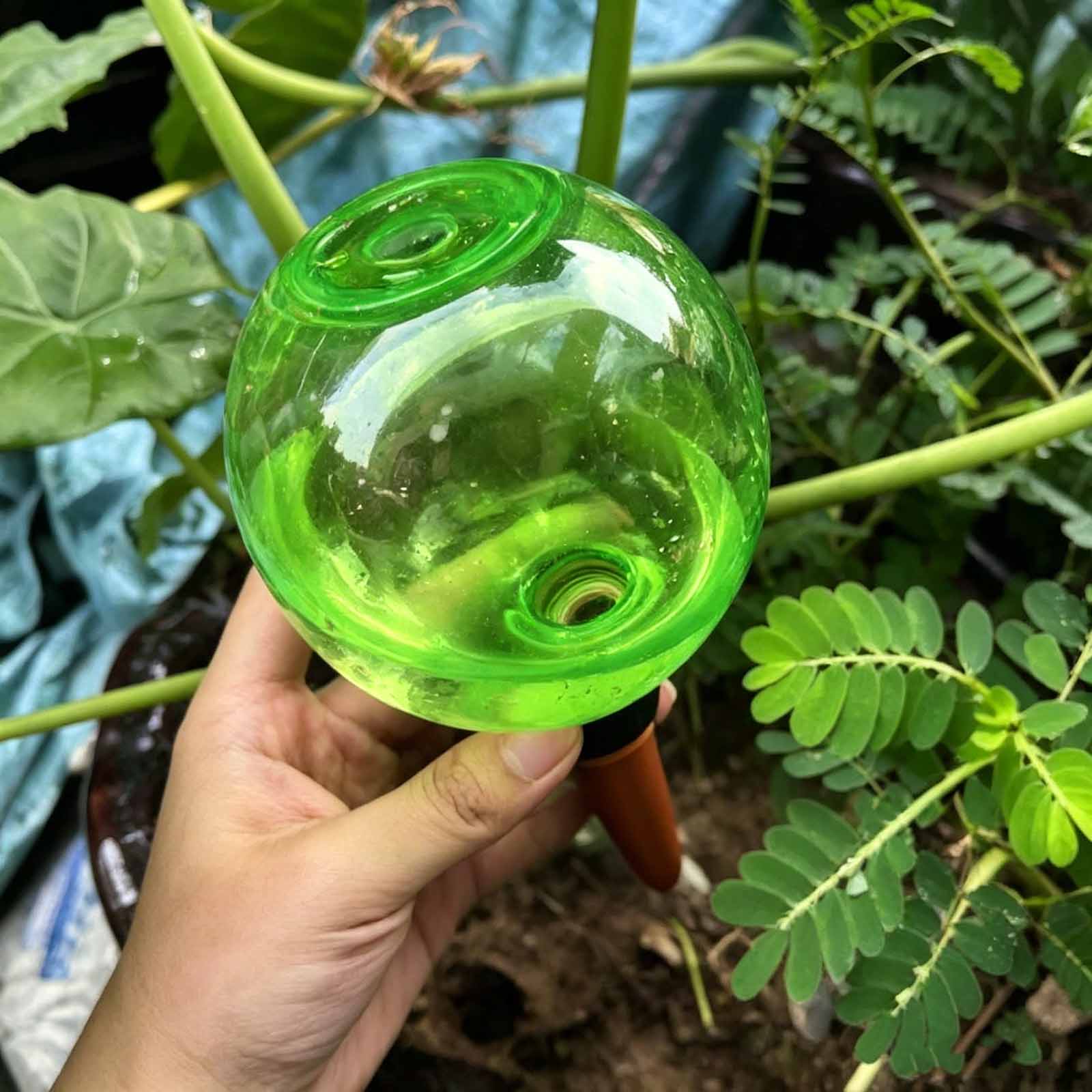 1/4 Buah Bola Penyiraman Otoma - Plant Watering Globe ulasan dan harga